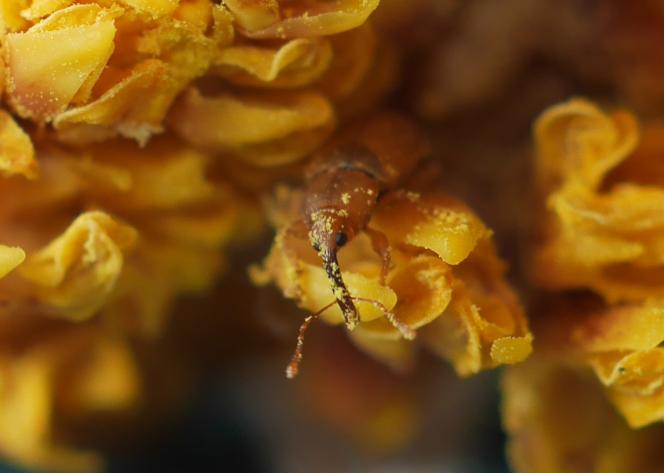 The weevil, a pollinator passed under the radar - Vimarsana News
