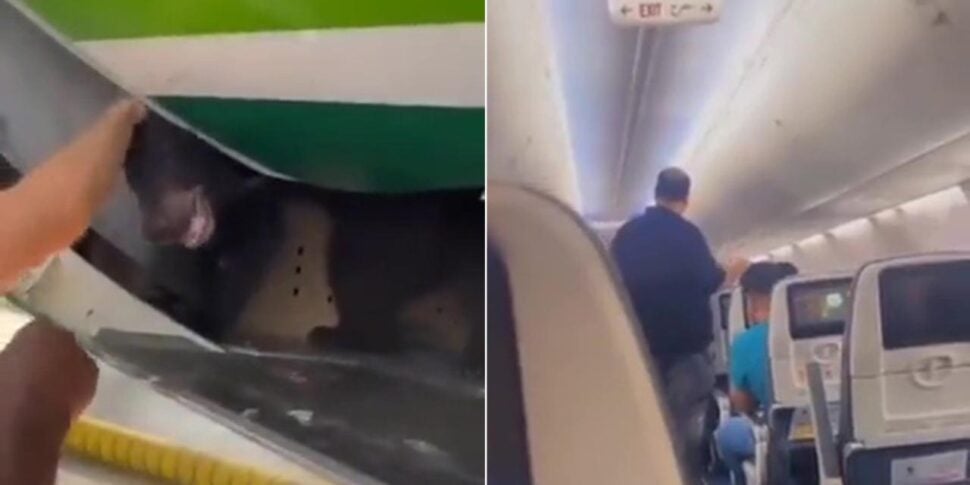 Bear escapes from the cage in the cargo hold of the plane: chaos erupts before takeoff