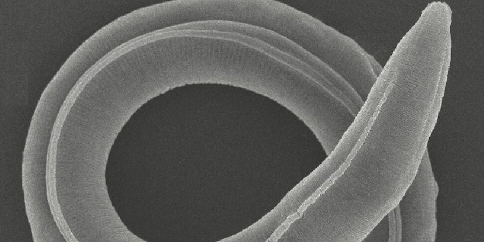 A prehistoric worm found in Siberian permafrost comes back to life after 46,000 years