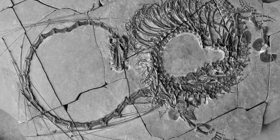 Fossil of a 240-million-year-old "dragon" found for the first time