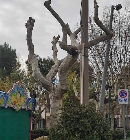 Monumental plane trees pollarded in Praia a Mare: the Ministry of Agriculture warns the Municipality
