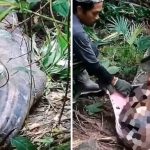 A missing woman "found" still clothed in the belly of a five-meter python.  Tragedy in Indonesia