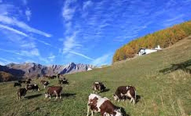 Calabria Region to support breeders with 15 million euros: calls for advance information by 20 June