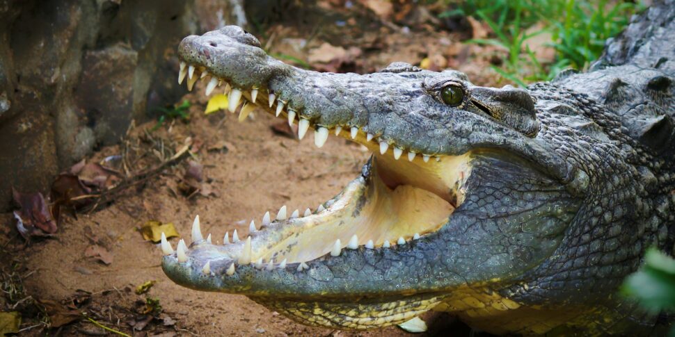 12-Year-Old Missing in Australia, Possibly Attacked by Crocodile
