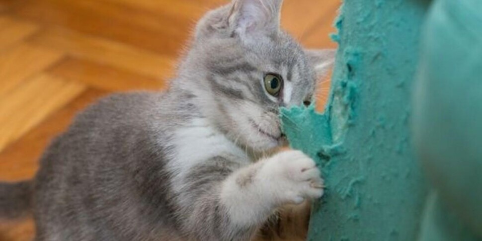 Science: If your cat scratches your furniture, it's because of stress