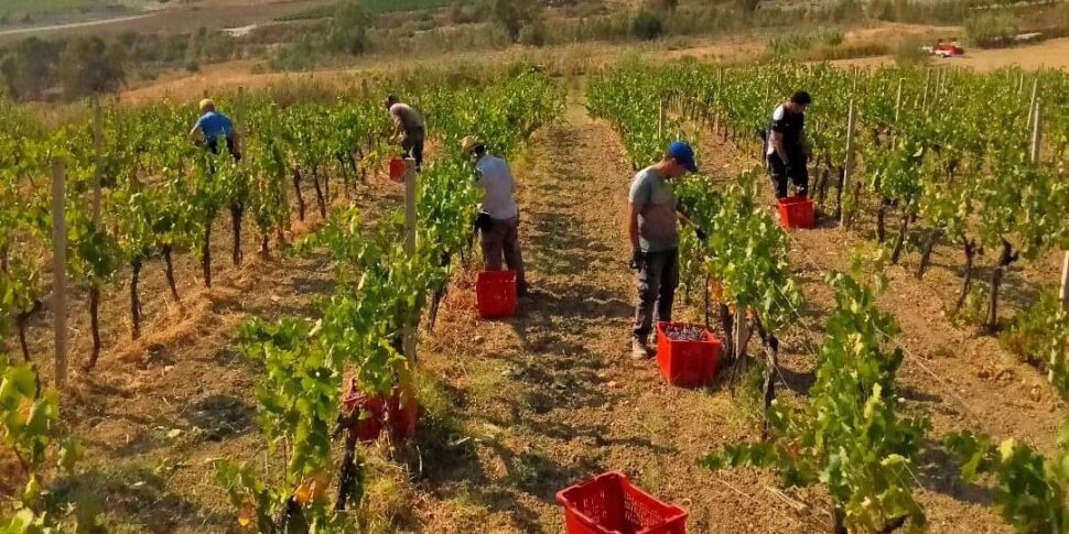Drought and herds of wild boars, grape production collapses in Cirò Marina