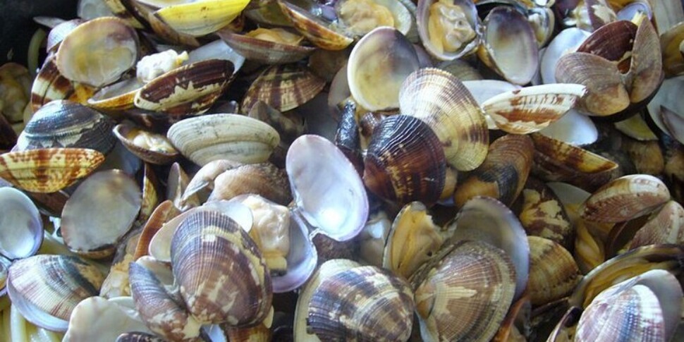 Goodbye clams, after the blue crab decimated by mucilage: 300 million business in smoke, imports go crazy