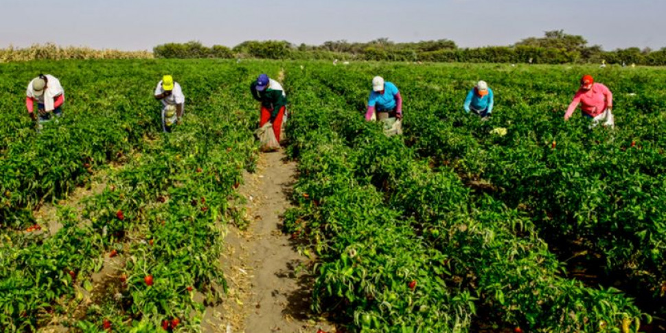 Calabria, bitter agriculture between businesses in crisis and illegality