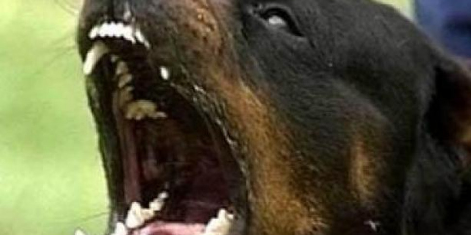 Man attacked by a rottweiler in Palmi, is now hospitalized and risks losing his arm