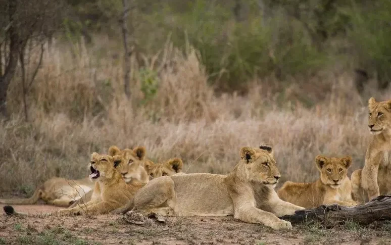 An eight-year-old boy survives five days in a lion park in Zimbabwe
