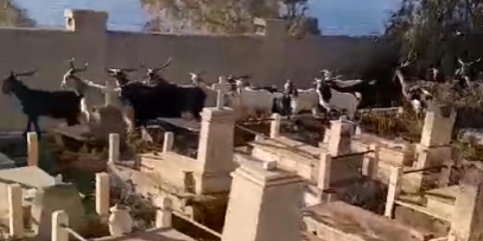 Stromboli, goats also invade the Ginostra cemetery: some tombs damaged