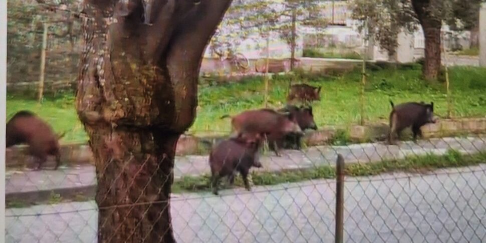 Wild boar emergency: the Calabria Region approves the extraordinary plan for the management and containment of wild fauna