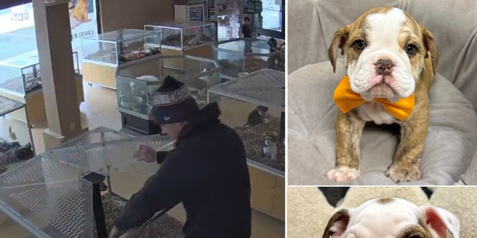 He pretends to be an epileptic crisis, the accomplice steals two Bulldogs of 4,000 euros: the viral video from Colorado