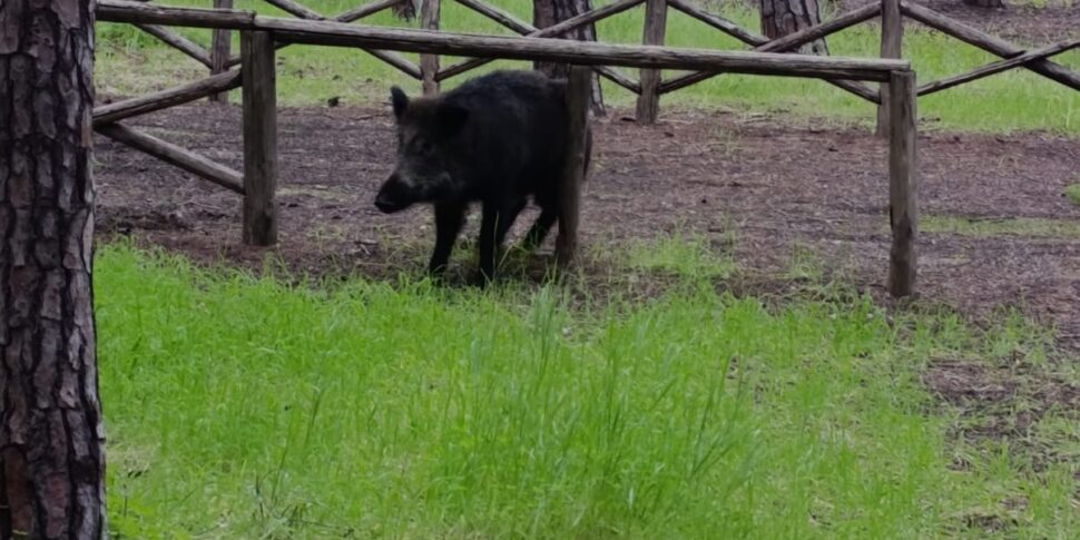 Catanzaro, wild boars in the Pineta di Giovino, Riccio (Lega): "The competent authorities intervene promptly to protect citizens as done for the Biodiversity park"