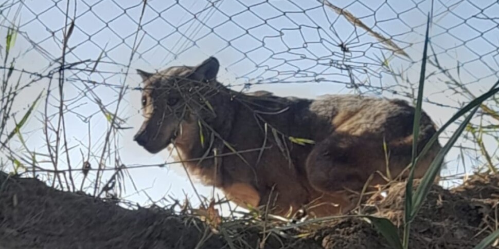 Wolf trapped in the countryside of Pianopoli: saved by the forest carabinieri