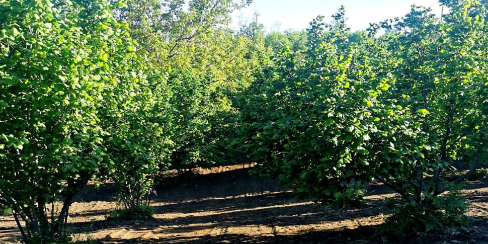 On the Nebrodi a treasure shines: "the brown gold" of the hazelnuts photos