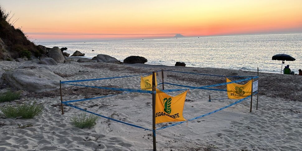 Ricadi, "Sea Turtle Friendly Beaches": at the Green Station of Santa Domenica a seminar on volunteering