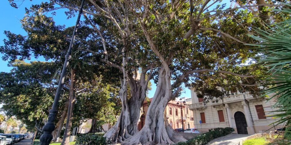 Green management in Reggio Calabria, here is the protection plan for the arboreal heritage