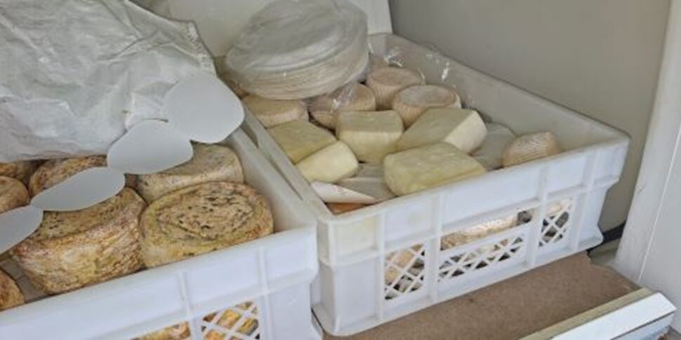 Seized by the traffic police in Stalettì 55 kilos of dairy products without traceability