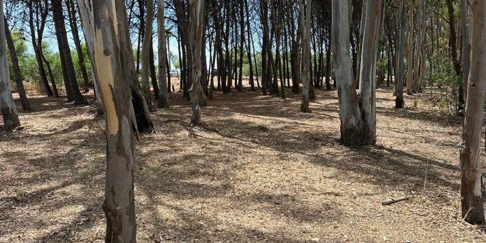 Catanzaro, the cleaning and maintenance works of the Botricello pine forest is completed