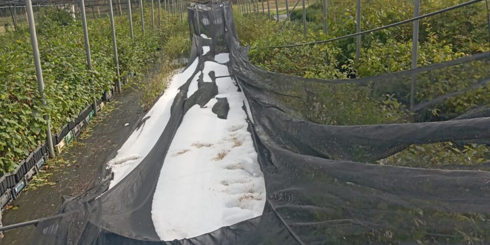 Violent hailstorm on the Reventino between Decollatura and Soveria Mannelli, large damage to video crops