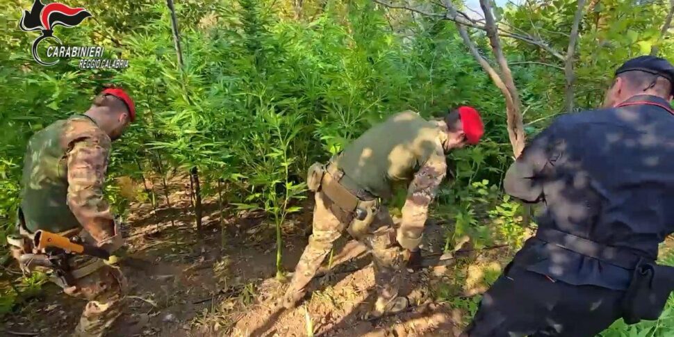 Arrested while irrigating a cultivation of Indian hemp: dozens of plants up to 2 meters high destroyed in the Reggio area