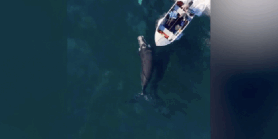 Choc in Australia, the video of a whale puppy overwhelmed by a motorboat: "a few seconds and would have died"