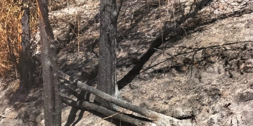 Cinquefrondi, flames to the family lands of the mayor Michele Conia.