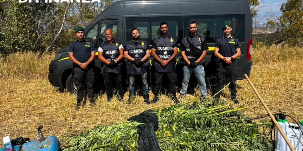 Crotone, a marijuana plantation of over 350 thousand euros seized