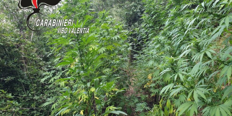 Discovery of Indian hemp plantation in a Vibonese forest