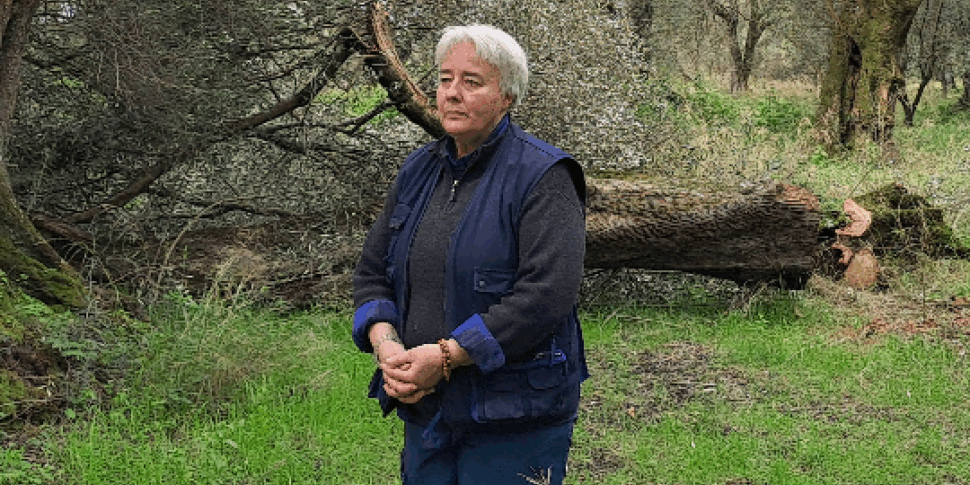 Elections in Calabria, the entrepreneur Rodi Morabito takes the field for the Democrats