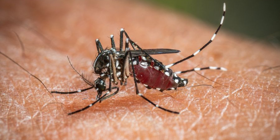 Fever from West Nile, two hospitalizations in Catanzaro. The cases in Guardavalle, started an epidemiological investigation