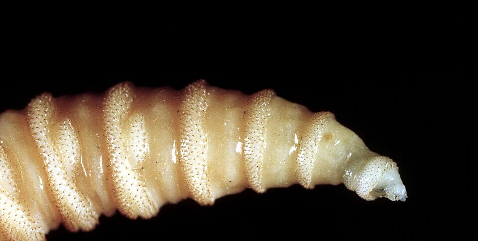 First case in the US Verme Usa of the New World: it is a carnivorous parasite linked to travel