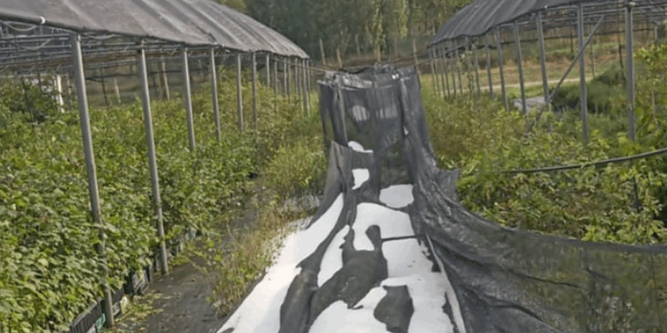 Hailstorm on the Reventino, large damage to crops