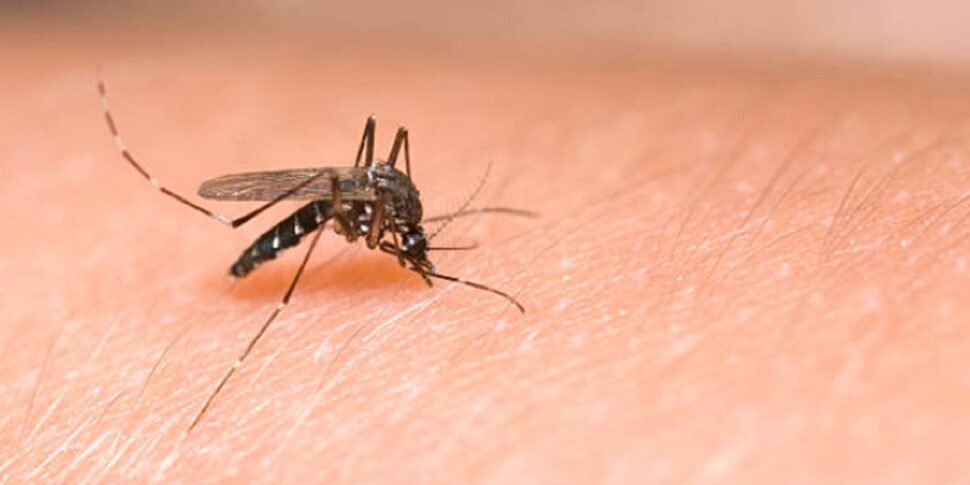 Messina, disinfestation against the tiger mosquito: here is the calendar and areas of intervention