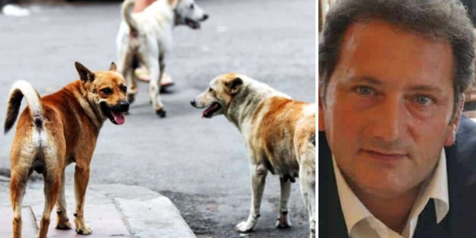 Messina, fear for stray dogs in Gazzi: the municipality intervenes with recovery and monitoring operations