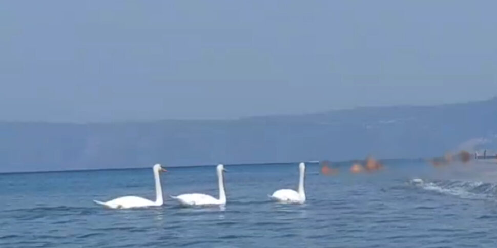 Messina, unusual show to Mortelle: three swans enchant the swimmers - Video