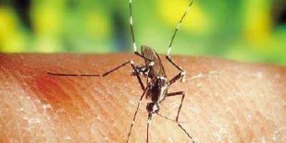 Messina, via the third cycle of disinfestation against the tiger mosquito. Here are all the dates and areas