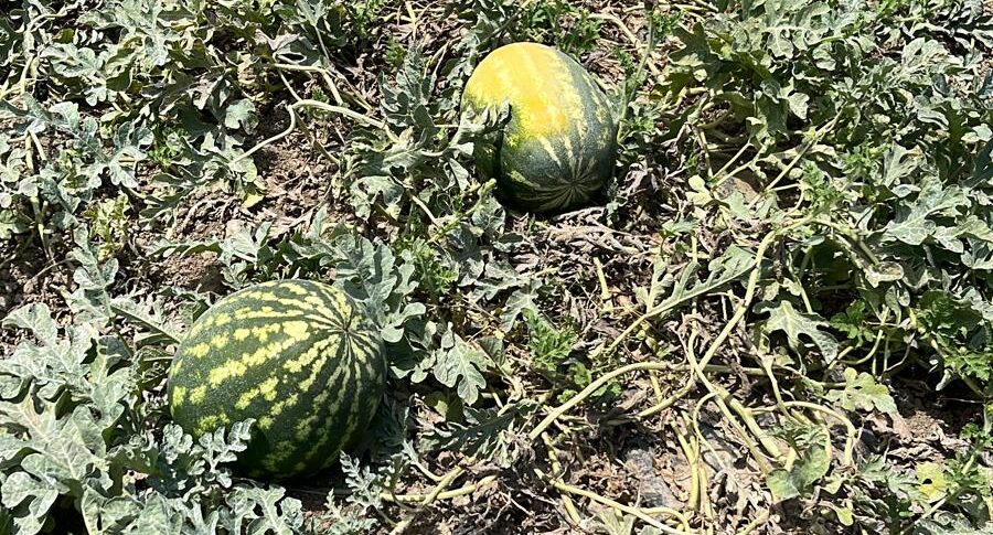 Pricing collapse, Anguries to the Mattero in Crotone: Coldiretti launches the alarm