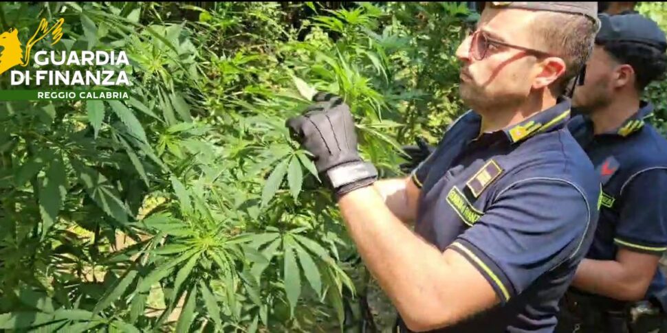 Sant'Eufemia d'Aspromonte, a cannabis plantation seized: estimated value over 50 thousand euros