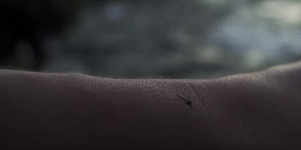 West Nile, the contagions in Italy fall. In Messina, surveillance was strengthened after the first case