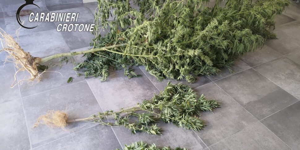 Caccuri, anti -drug operation of the carabinieri: cannabis and marijuana plants seized. A 48 -year -old reported