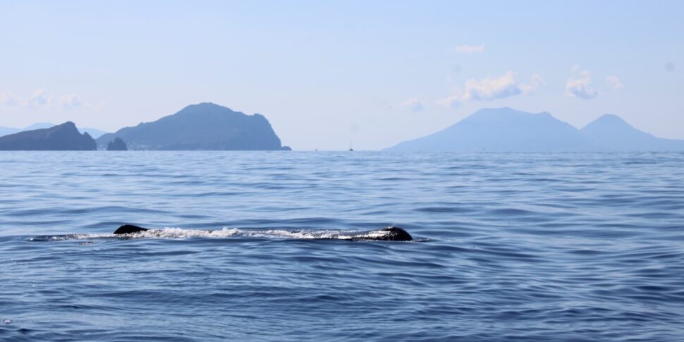 Aeolian, spectacular sighting of a sperm whale between Panarea and Stromboli