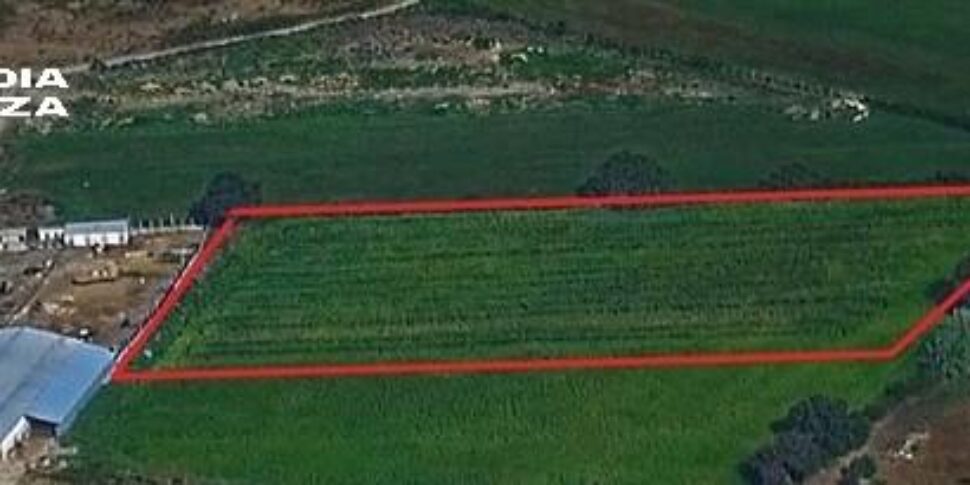 Almost a thousand marijuana plants hidden between wheat in a land of Isola Capo Rizzuto