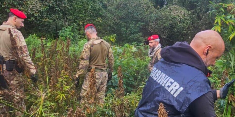 Conflenti, vast Indian hemp plantation found and seized by the carabinieri