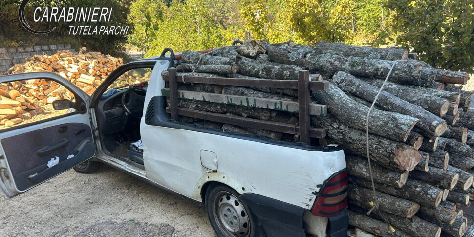 Cotronei, 69 oaks cut down in the ZPS: two arrests and seizures of 85 quintals of wood