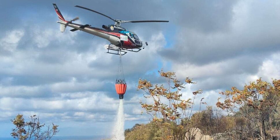 Fire threatens an olive grove in Ricadi: firefighters intervene