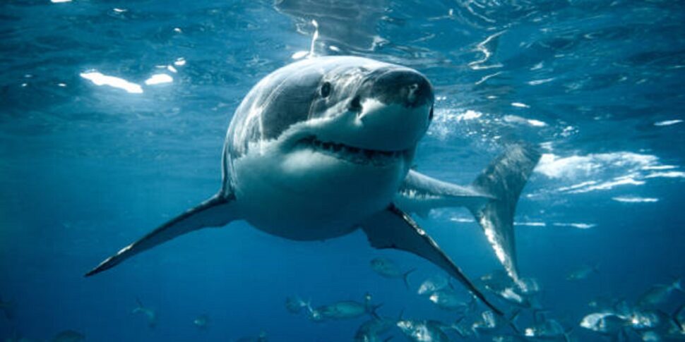 "Huge shark" snorts a surfer off Sydney: 57 years old dies near Long Reef beach