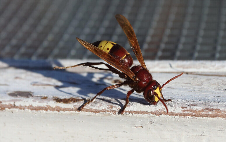 It comes from a hornet: 47 years old dies from anaphylactic shock in Catanzaro
