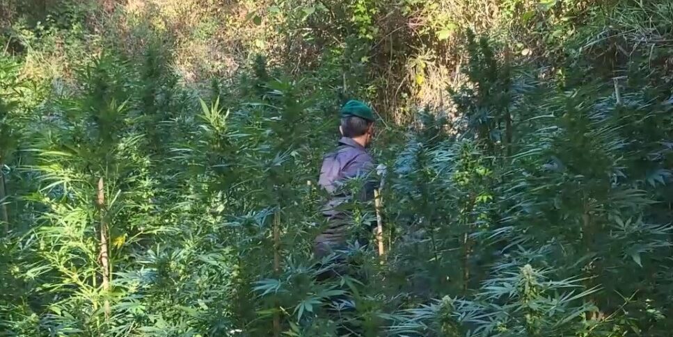 Marijuana expanses for 3 million euros: maxi-sequestro of drugs in the Catanzaro area